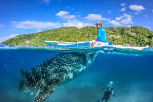 Tour image of Oslob Whale Shark Encounter, Moalboal Turtles & Monkey Sanctuary
