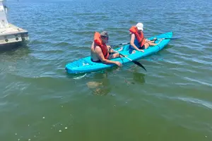 Tour image of Dolphin, Manatee and SeaTurtle SUP Adventure Tour of St Augustine