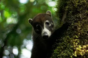 Tour image of 3-in-1 Monteverde Cloud Forest Waterfalls, Wild Trekking and Horseback Riding
