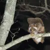 Image of Nature and Wildlife Tours