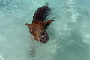 Tour image of Swimming Pigs And Snorkel With Turtles