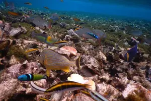 Tour image of Hol Chan Full-Day Bucket List Snorkeling and Marine Life Tour