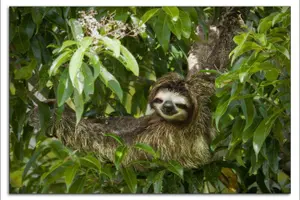 Tour image of Caribbean Costa Rica: 5-Day Tour with Tortuguero National Park and Puerto Viejo