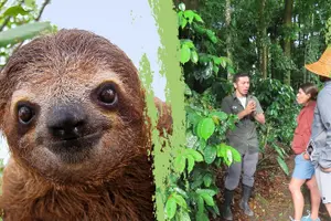 Tour image of Sloth Observation, Coffee, Chocolate & Sugar Cane Experience