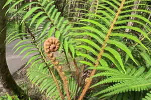 Tour image of Hilo Shore Excursion: Volcanoes National Park and Rainbow Falls