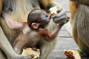 Tour image of Day Trip Sepilok Orang Utan & Proboscis Monkey (Flight Excluded)