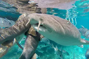 Tour image of Snorkel the Perfect Tropical Isle Silk Caye with Turtles, Rays and Sharks
