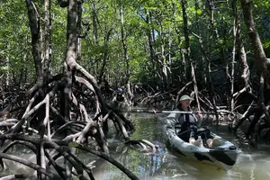 Tour image of Half-Day Geopark Mangrove Kayaking Adventure