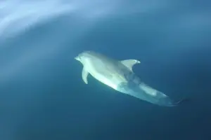 Tour image of Dolphin Watching in Sesimbra