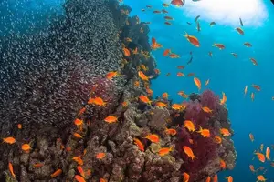 Tour image of Intro Scuba Dive – Aqaba Coral Reefs