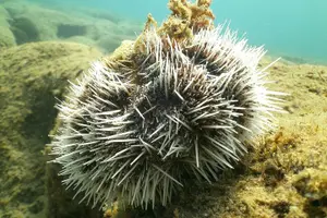 Tour image of Guided Coral Reef Snorkeling Tour