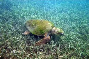 Tour image of Private Snorkeling and Sightseeing Tour of Antigua