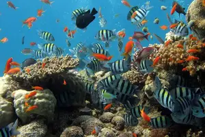 Tour image of Boat Dive and Snorkeling Experience in Aqaba