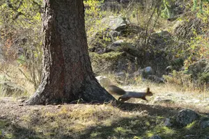 Tour image of Day trip to Ala-Archa national park