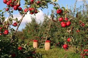 Tour image of Big Almaty Lake and Legandary Almaty Apple Garden