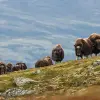 Image of Wildlife Encounters