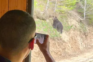 Tour image of Bear Watching In Brasov: Observe Wild Bears From A Hideout (100%)