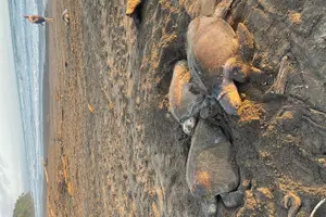 Tour image of Sea Turtle Nesting and Hatching Tour Samara and Carrillo