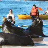 Image of Kayaking Tours
