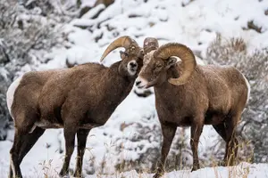 Tour image of Sunrise 4-Hour Grand Teton Wildlife Adventure