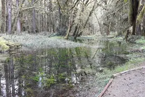 Tour image of Olympic Peninsula and Forest Tour