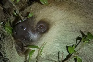 Tour image of Cloud Forest Night Walk in Monteverde -Monteverde Wild-