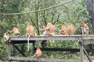 Tour image of Sepilok Orangutan , SunBear, Proboscis Monkey from Sandakan City