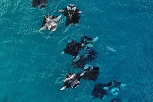Tour image of Hanifaru Bay Snorkeling with Whale sharks & Mana Rays