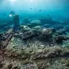 Image of Freediving