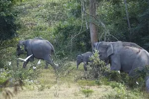 Tour image of Elephant and Wildlife Watching in Kuiburi National Park - Private Afternoon Tour