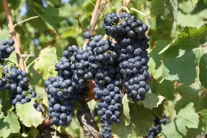Tour image of Half-Day Cotes du Rhone Private Wine Tour from Lyon