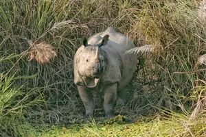 Tour image of Day Walk(8-10h.) inside Chitwan National Park.