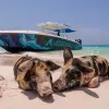 Image of Lunch Cruises