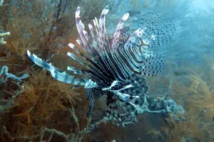 Tour image of PADI Discover Scuba Diving - introduction program for beginners