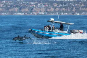 Tour image of High Speed Zodiac Whale Watching Safari from Dana Point