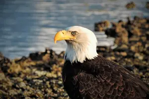 Tour image of Sitka Scenic Tour