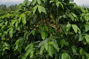 Tour image of Poas Volcano waterfalls and coffee tour from from San Jose