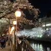 Image of Cherry Blossom