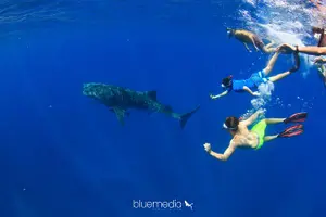 Image of Australia