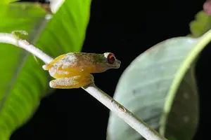 Tour image of Night Walking Tour in Monteverde Wildlife Refuge