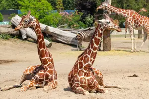 Tour image of Wroclaw Zoo Skip-the-Line Tickets