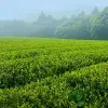 Image of Plantation Tours