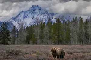 Tour image of Grand Teton Wildlife Safari in a Enclosed or Open-Air Vehicle (season dependent)