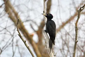 Tour image of Guided Birdwatching day trip to the Danube Delta - private program