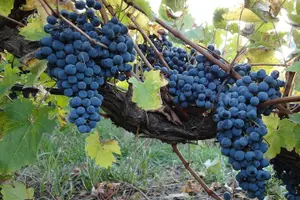 Tour image of Private Custom Niagara Falls, Canada Winery Tour from Buffalo,NY