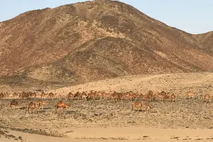 Tour image of Private Morning Desert Safari with Quad Bike Tours Jeddah