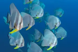 Tour image of Scuba Diving in Yakushima island (for certified divers only)