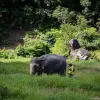 Image of Wildlife Watching