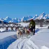 Image of Dog Sledding/Mushing