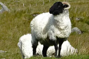 Tour image of Connemara Day Trip Including Leenane Village and Kylemore Abbey from Galway